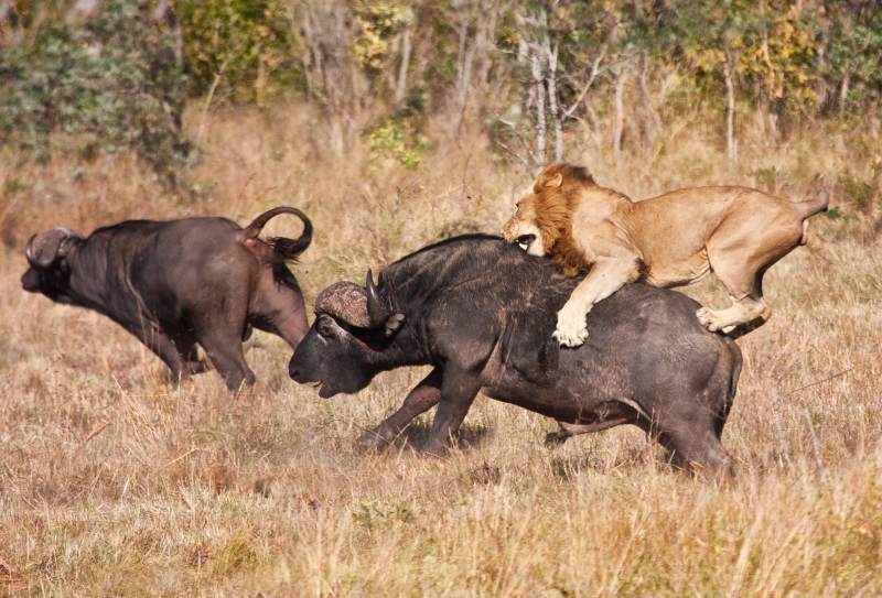 Secret Southern Tanzania: Safari and Wildlife