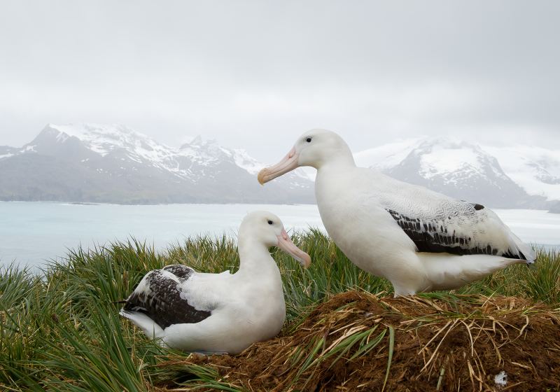 Things to do in Antarctica