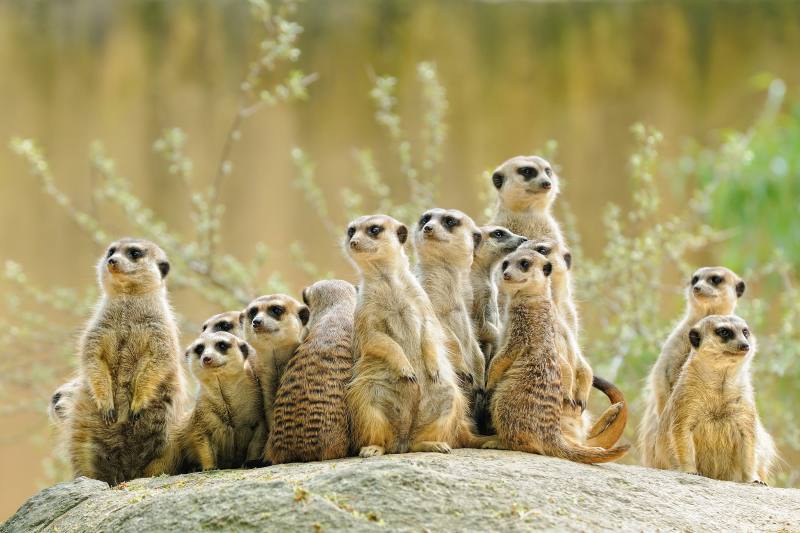 Botswana: From Delta to Desert