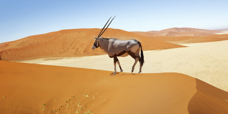 Namibia Roadtrip: Die Höhepunkte des Südens