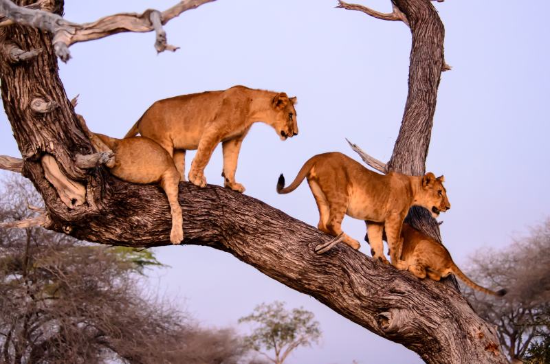 Secret Southern Tanzania: Safari and Wildlife