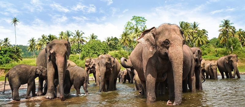 asia-sri-lanka-yala-elephants