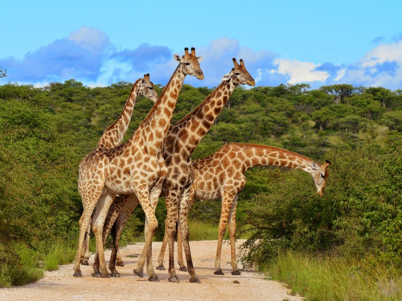 Highlights Africa: Masai Mara, Gorillas and Cape Town