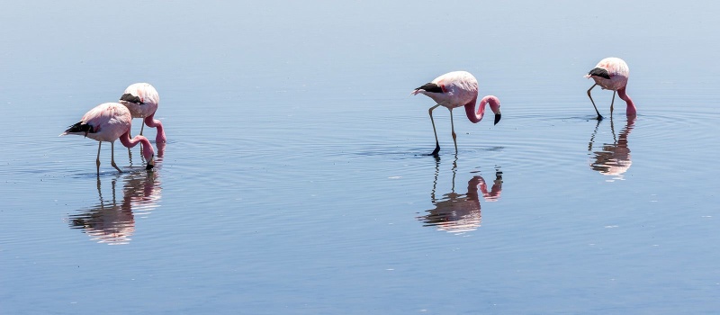 Flamingos in der chilenischen Atacamawüste