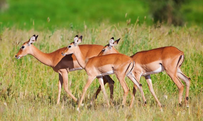 Treasures of Northern Tanzania