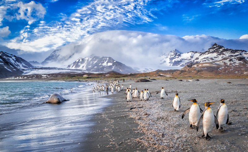 Antarktis ganz intensiv: Falklandinseln & Südgeorgien