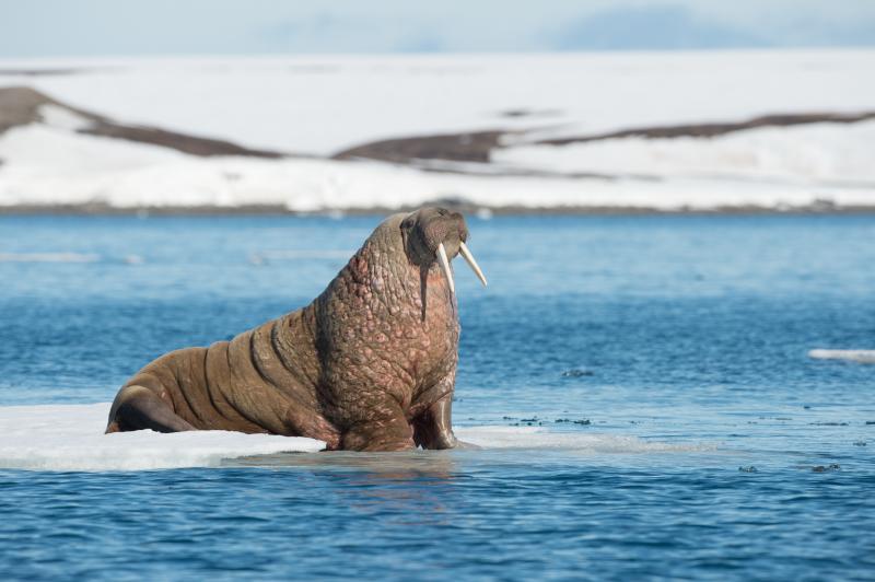 Ultimative Arktis-Reise: von Spitzbergen nach Island
