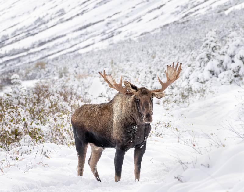 Alaska’s Scenic Highlights: From Denali to the Kenai Fjords