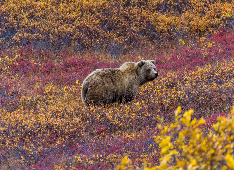 Road Trip: Alaska & Yukon Highlights