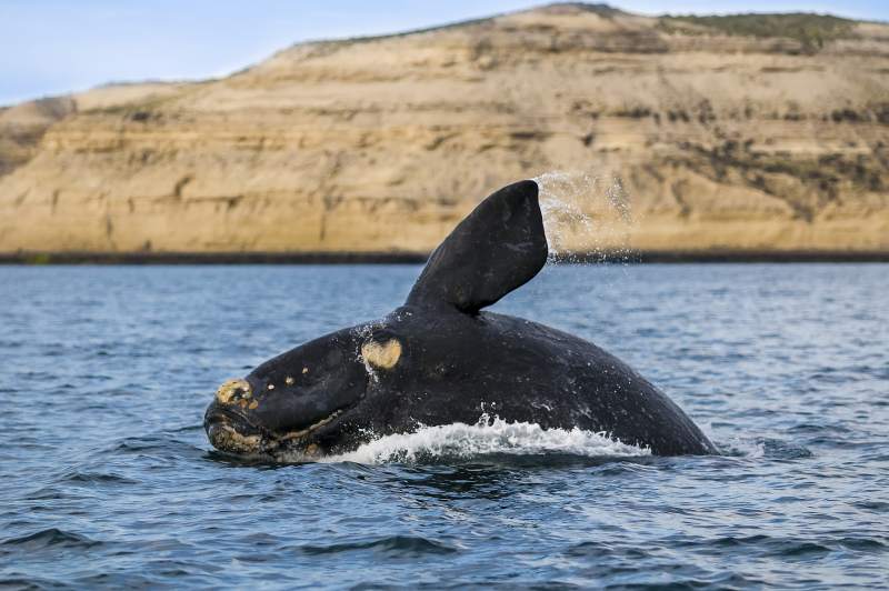Argentina: Glaciers, Gauchos & Whales
