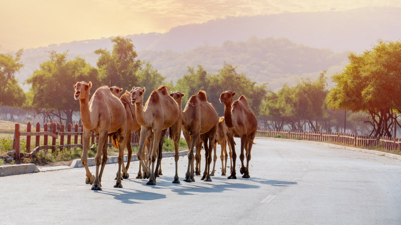 Oman Roadtrip: Berge, Festungen und Wüstenzauber