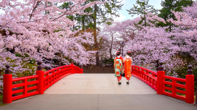 cherry Blossom at Hirosaki park, in Japan