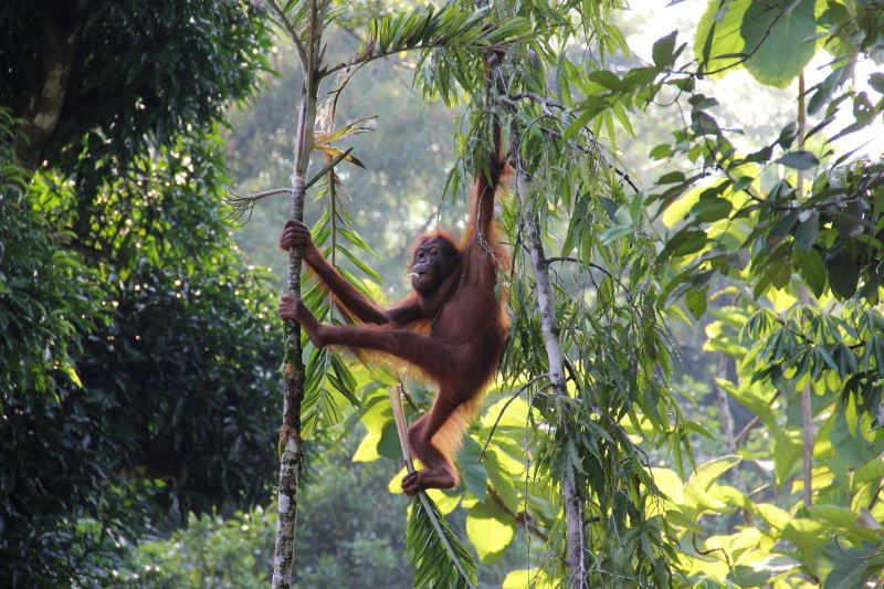 Malaysiaborneo rainforest orangutan hanging on tree