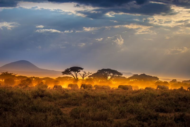 Kenia: Safaris im Süden & Strandauszeit