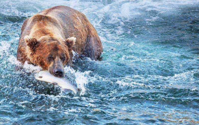 Bear in Alaska