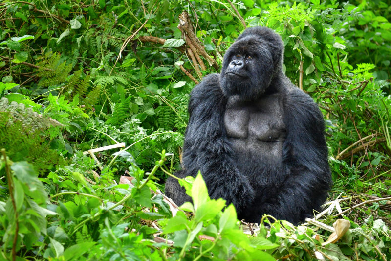 silverback-mountain-gorilla-in-a-rainforest-in-Rwanda