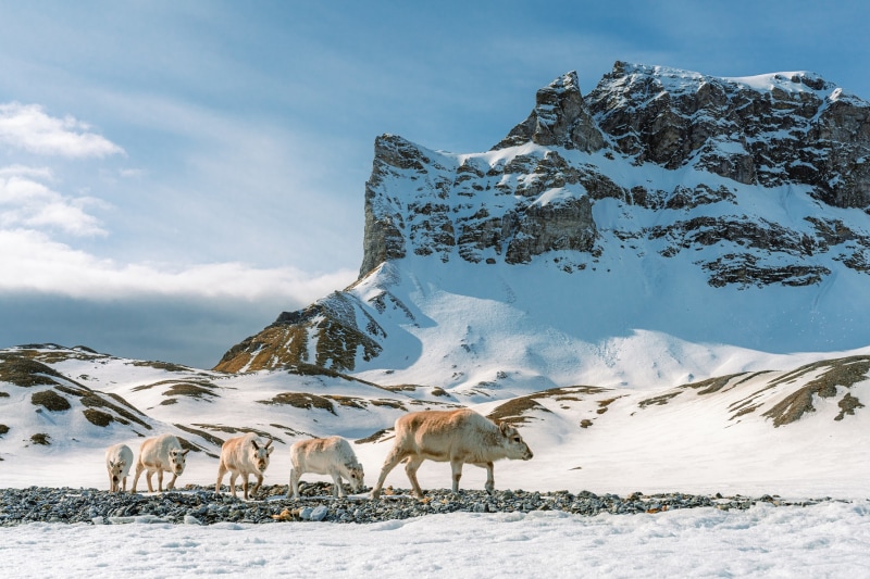 Ultimative Arktis-Reise: von Spitzbergen nach Island