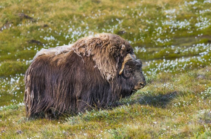 Nordwestpassage: der legendäre arktische Seeweg