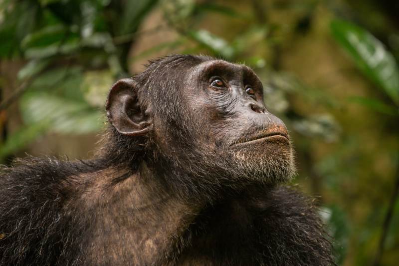 Portrait of mature male chimpanzee looking into the distance in Budongo Forest Reserve Africa