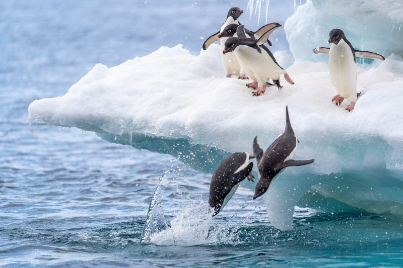 Two-adelie-penguins-race-to-be-first-to-dive-into-the-water-from-an-iceberg-antarctica