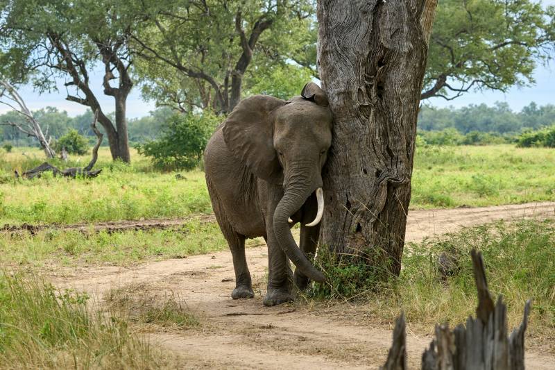 an-elephant-comforts-itself-against-a-tree-zambia