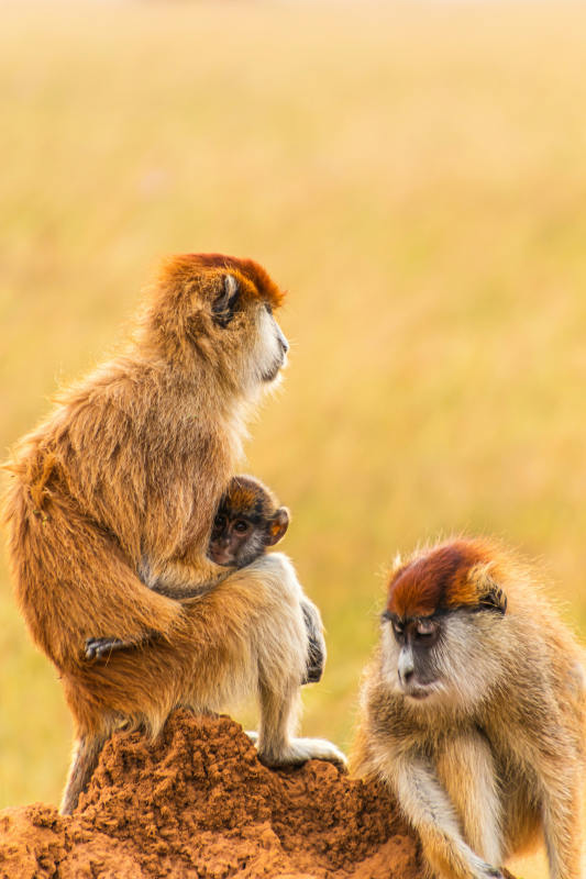 brown monkey sitting on brown grass during daytime uganda africa