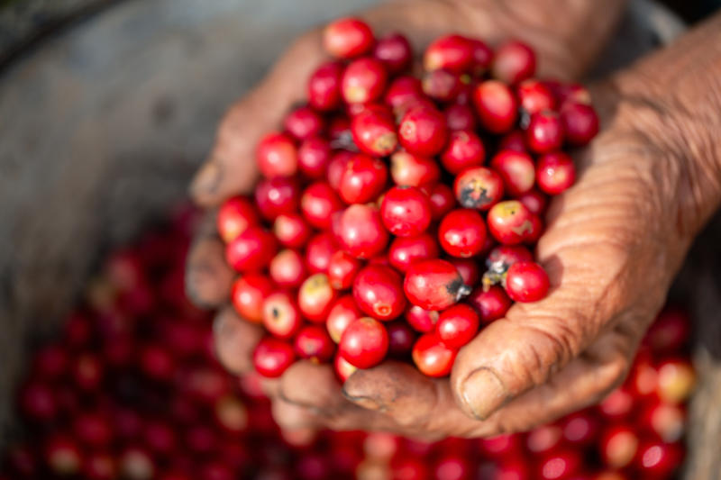 Close up hand harvest red ripe coffee seed robusta arabica berry harvesting coffee farm