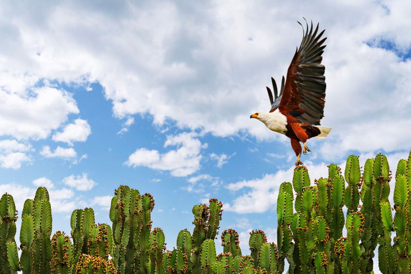fish eagle taking off uganda africa