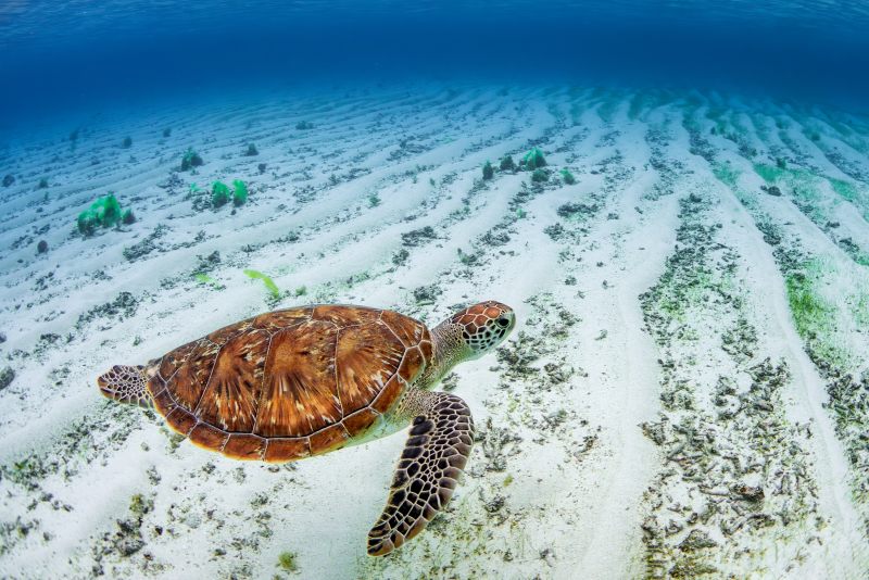 loggerhead-turtle-caretta-beautiful-popular-oceanic