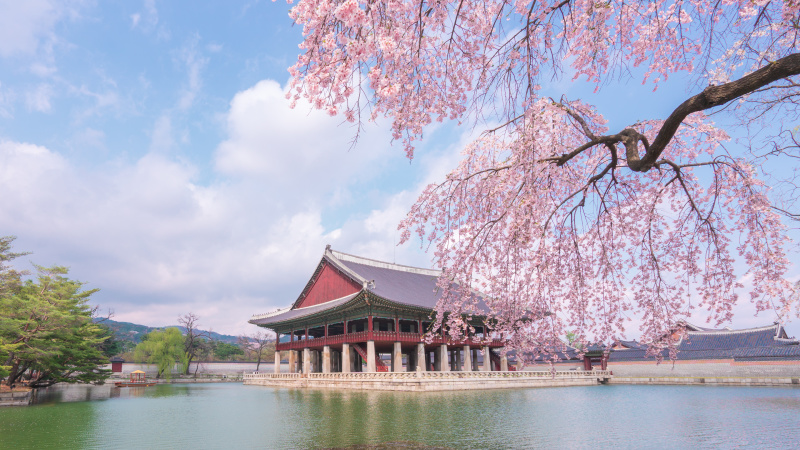 Cherry Blossom At Gyeongbokgung Palace In Seoul south Korea.