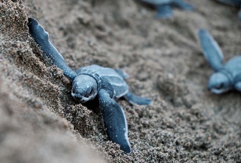 Blaue Schildkröten auf braunem Sand in der Karibik