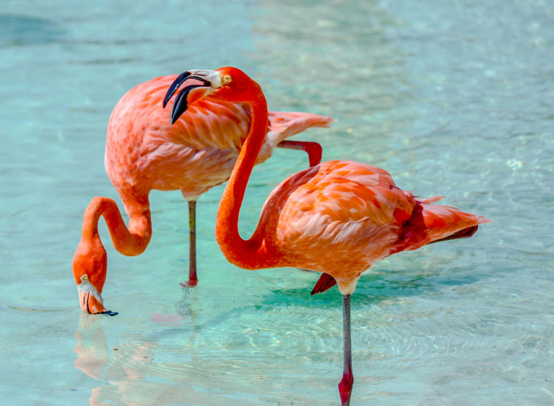 Zwei rosa Flamingos auf der Insel Renaissance, die zur Insel Aruba in der Karibik gehört.