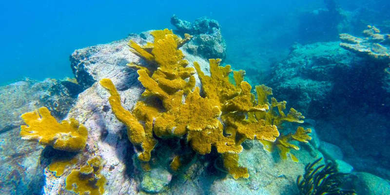 Snorkeling aux Îles Vierges américaines