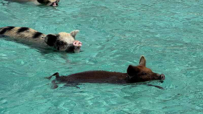 Swimming pigs in the Exumas, Bahamas
