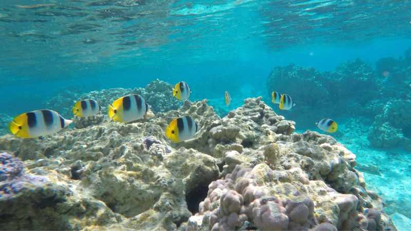Fish at coral reef in French Polynesia