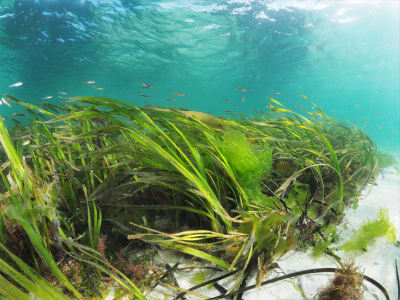 Seagrass