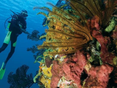 ssuk_3966_1218_st-lucia-blog_diving_2400x1350px