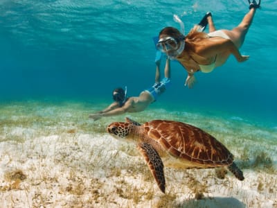 Turtle diving
