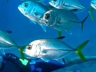 School of silver fish with yellow tail