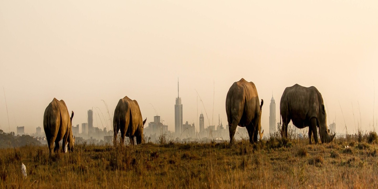 The Curve by the park, Kenya Safaris Tours