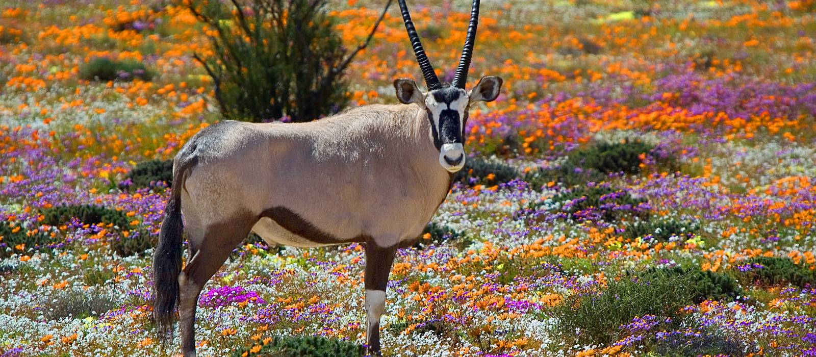 Namaqualand Flower Tours From Cape Town Best Flower Site