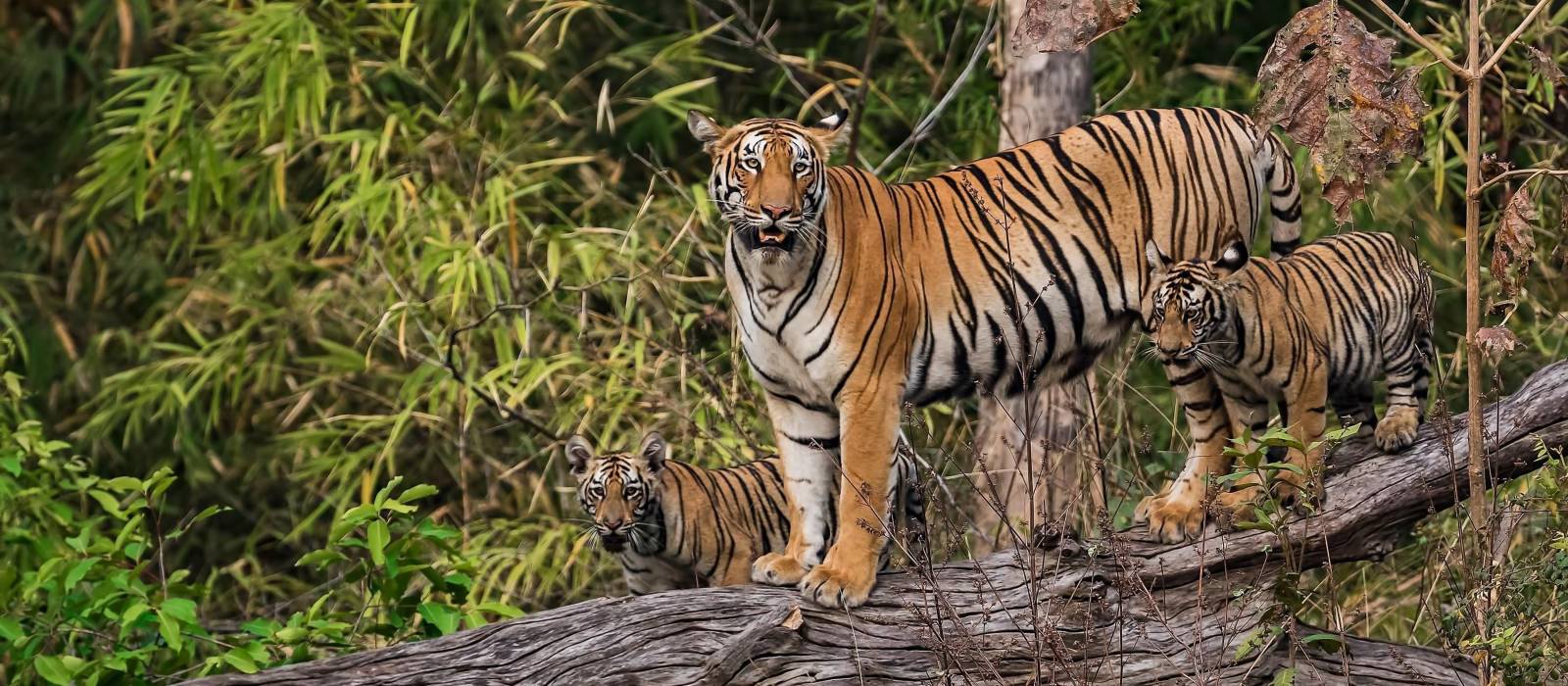 Red Earth Tadoba Hotel in Central & West India ENCHANTING TRAVELS