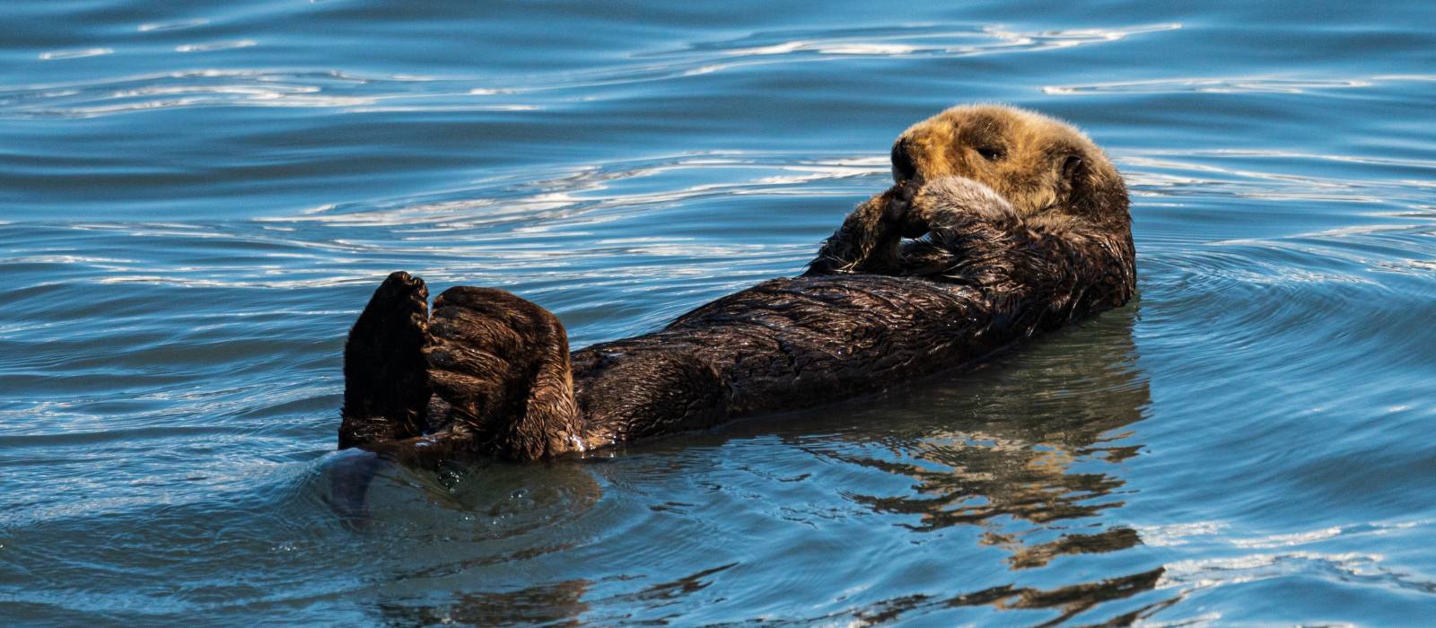 Exclusive Travel Tips for Your Destination Fox Island in Alaska