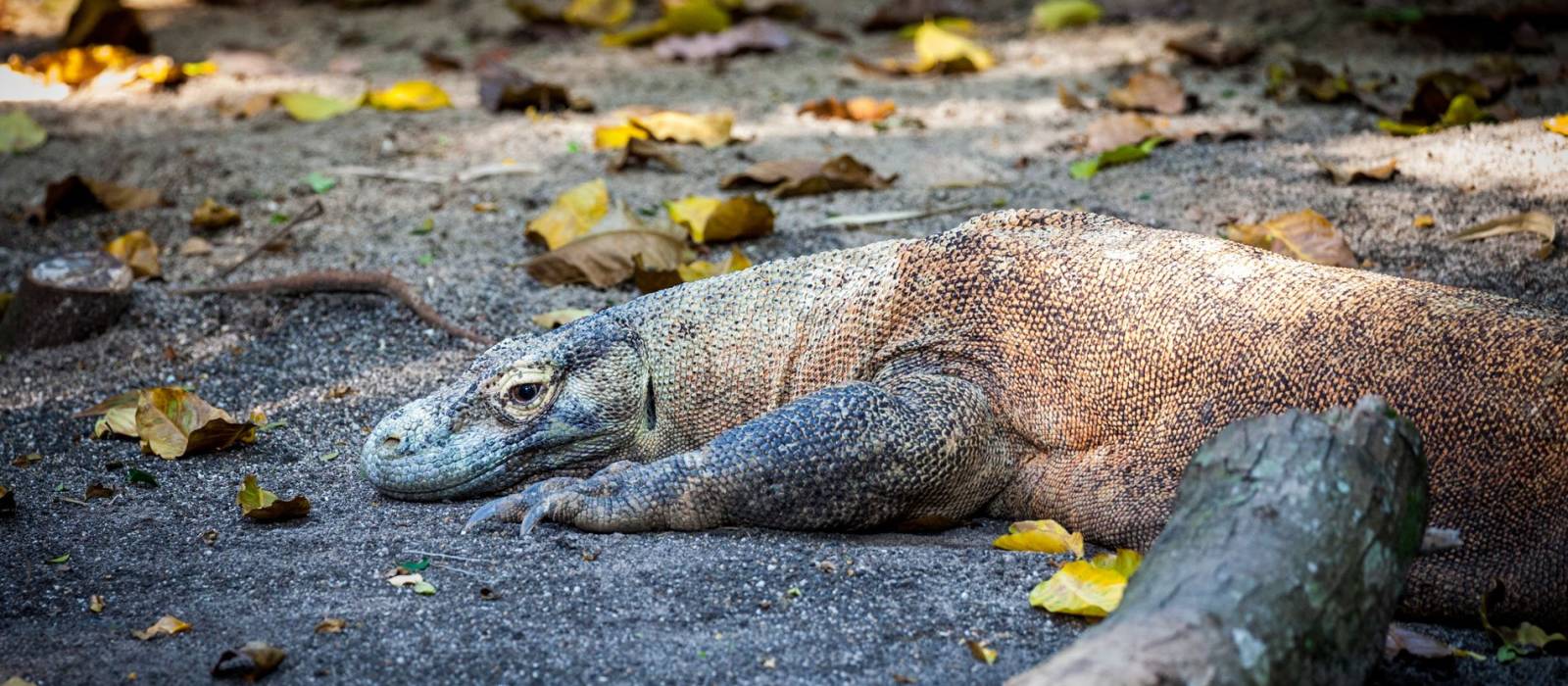 Labuan Bajo Tours & Indonesia Trip | Enchanting Travels