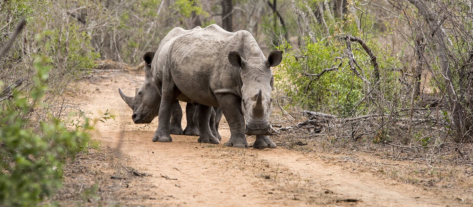 Mkhaya Safari Tours & Swaziland Trip | Enchanting Travels
