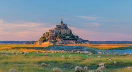a herd of sheep grazing on a lush green field with Mont Saint-Michel in the background