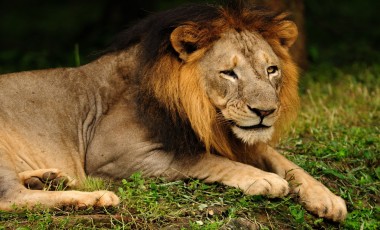 Wildlife & Safaris