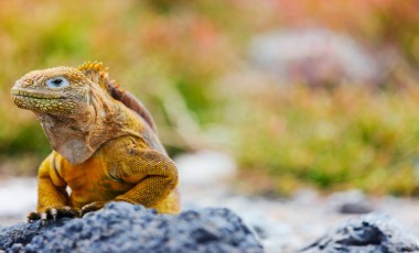 Ecuador & Galapagos