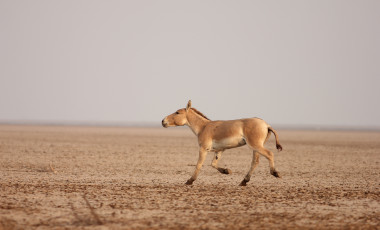 Nordindien