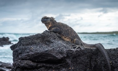 Ecuador & Galapagos Reiseführer
